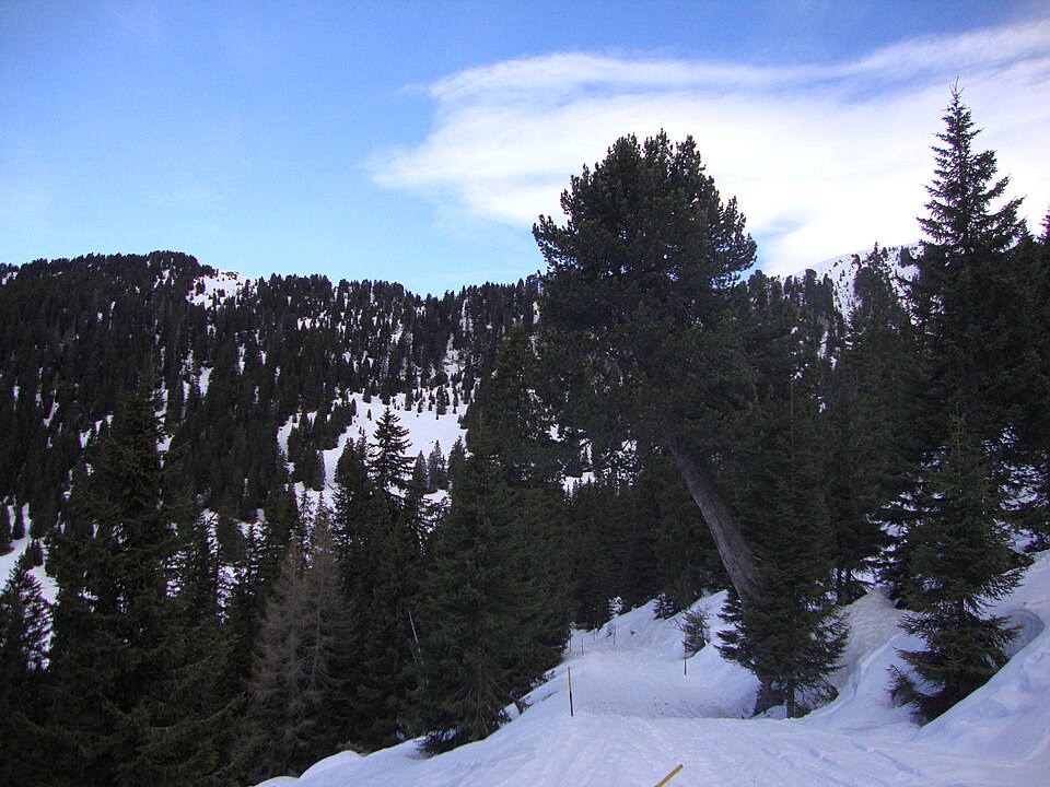 Torre di Pino