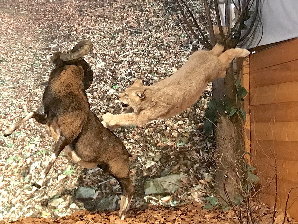 Diorama Vivanatura