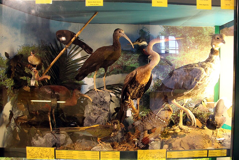 Musei di Villa Baciocchi - Museo zoologico e centro di documentazione archeologica della Valdera