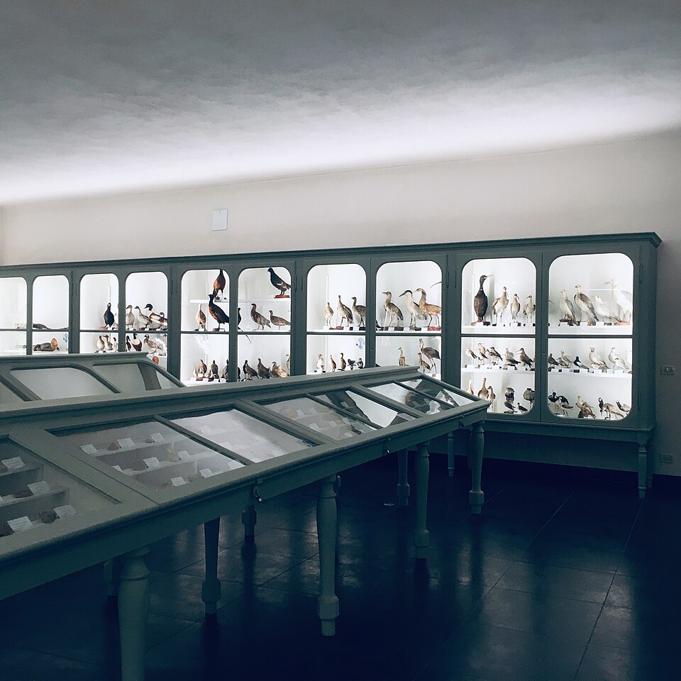Museo Calderini