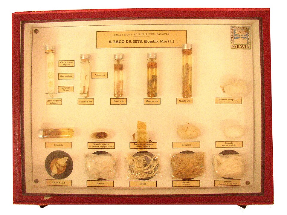 Museo del Baco da Seta