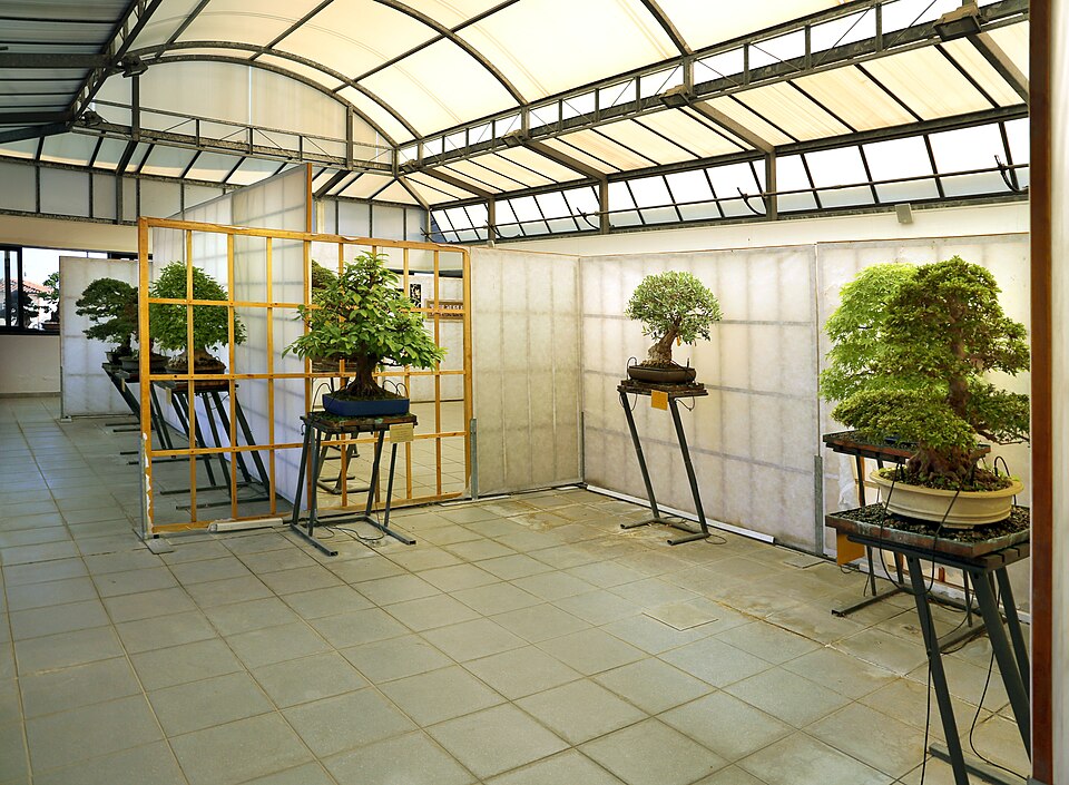 museo del Bonsai