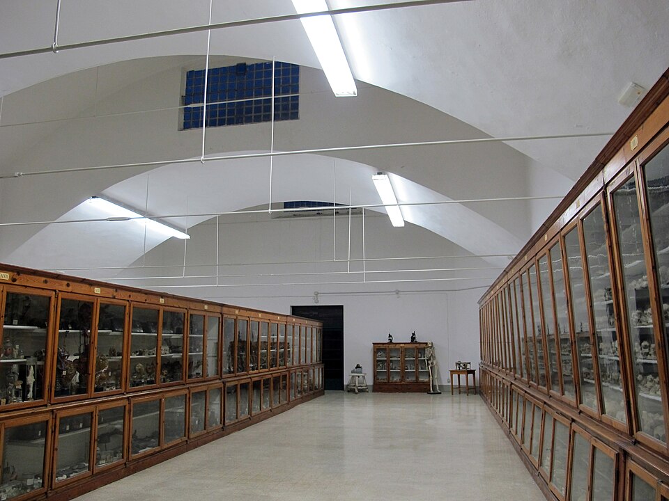 Museo di anatomia umana