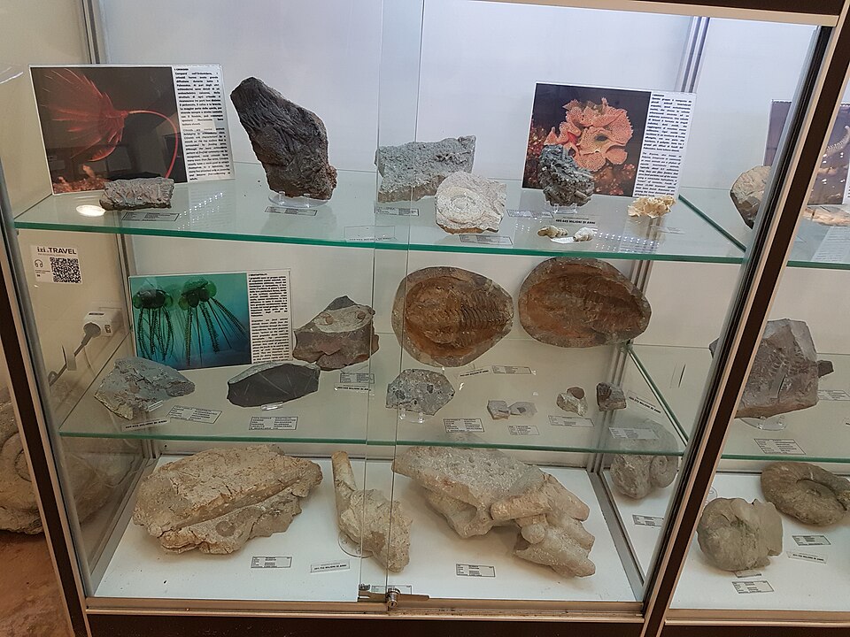Museo di Scienze Naturali