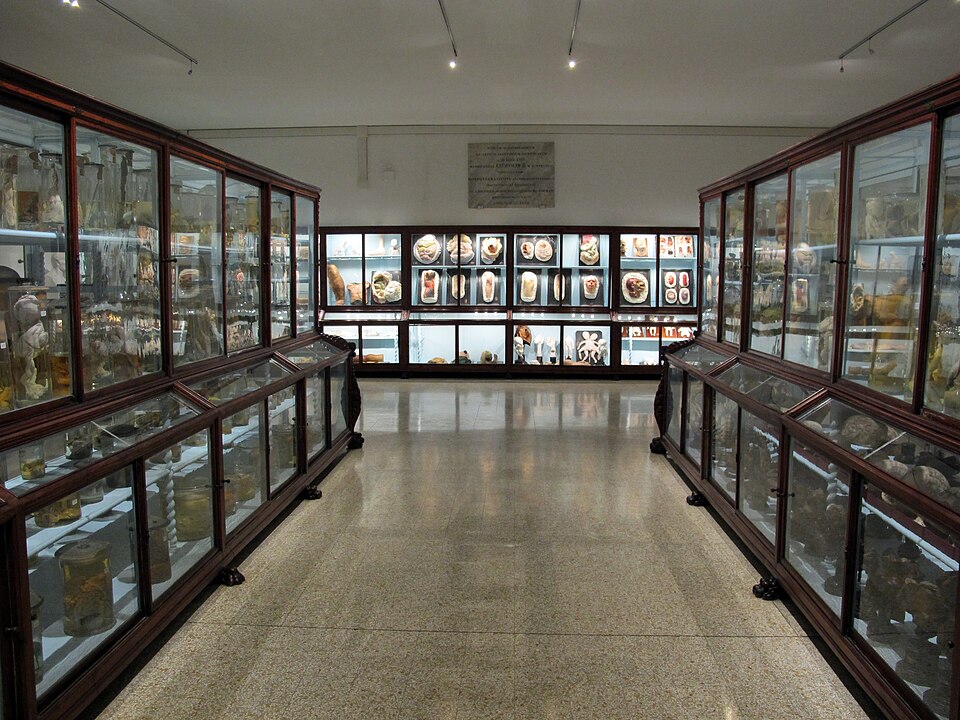 Museo di storia naturale sezione biomedica