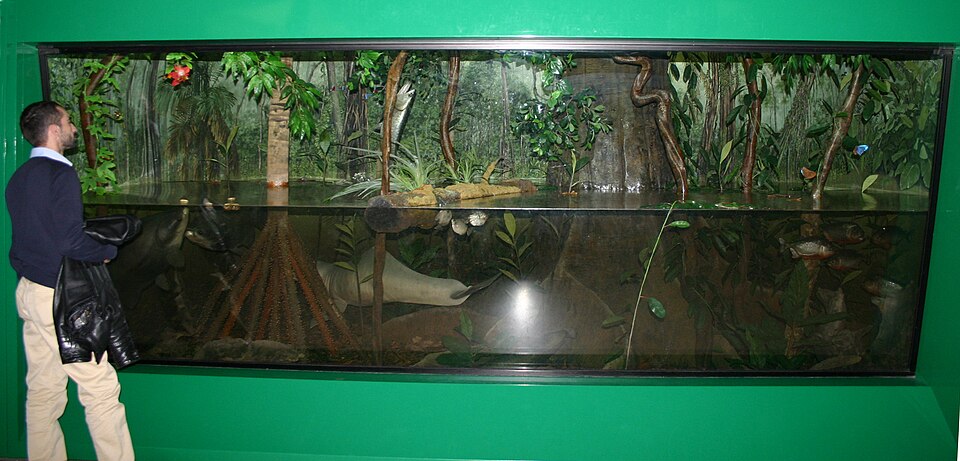 Museo La Foresta