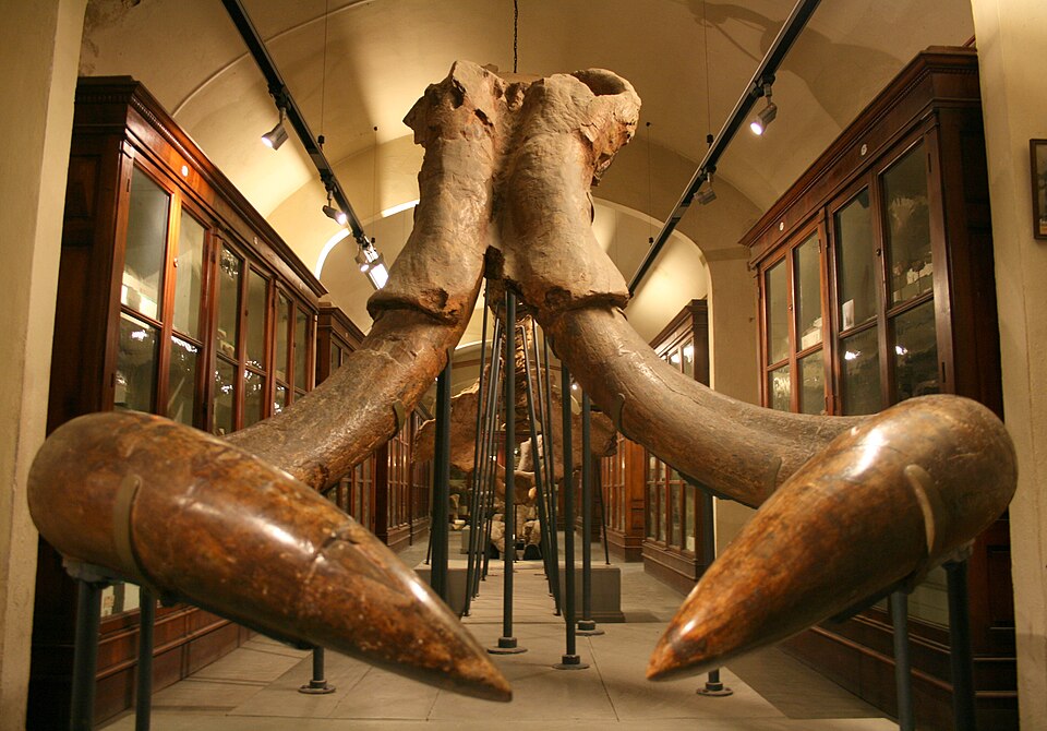 Museo paleontologico di Montevarchi
