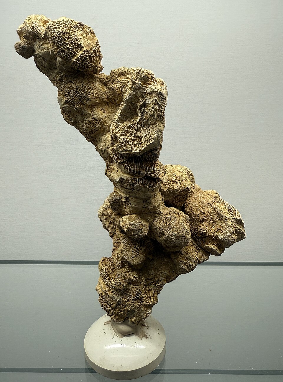 Museo paleontologico