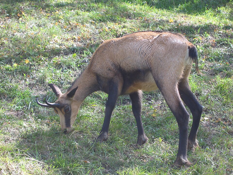 Parc animalier d'Introd