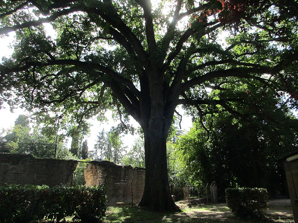 Anfiteatro romano di Falerio Picenus
