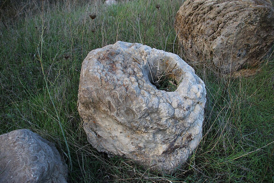 Foresta Pietrificata