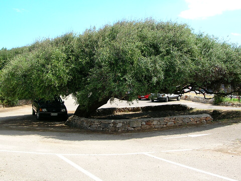 Rosa Marina - Sito Pluristratificato