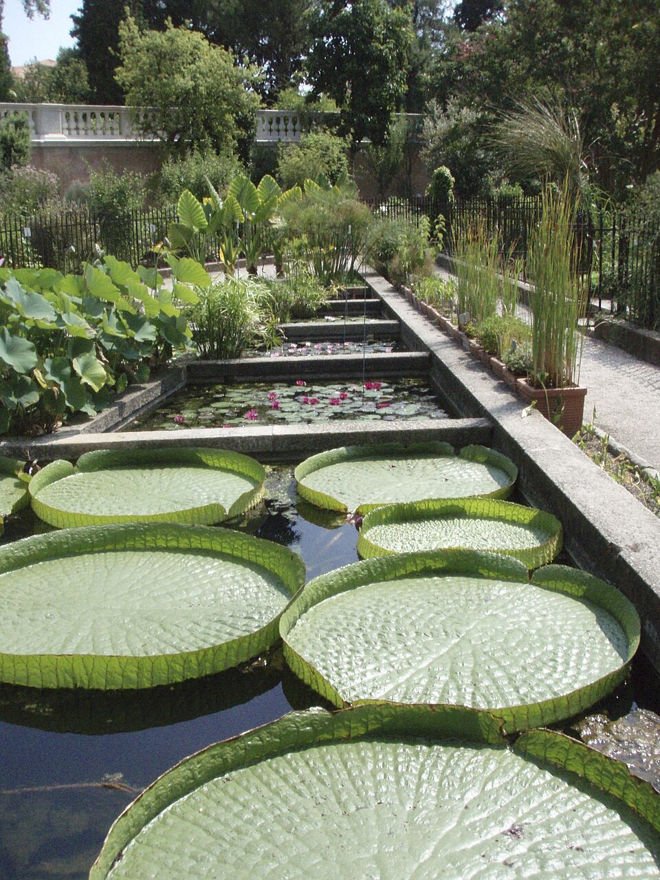 Botanical Garden (Orto Botanico), Padua